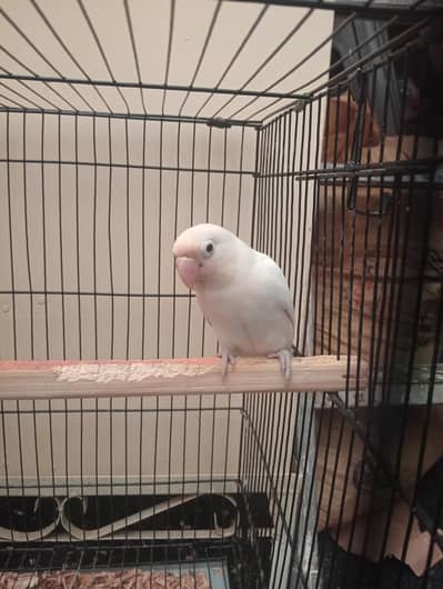 Albino Black Eye Albino Split Female