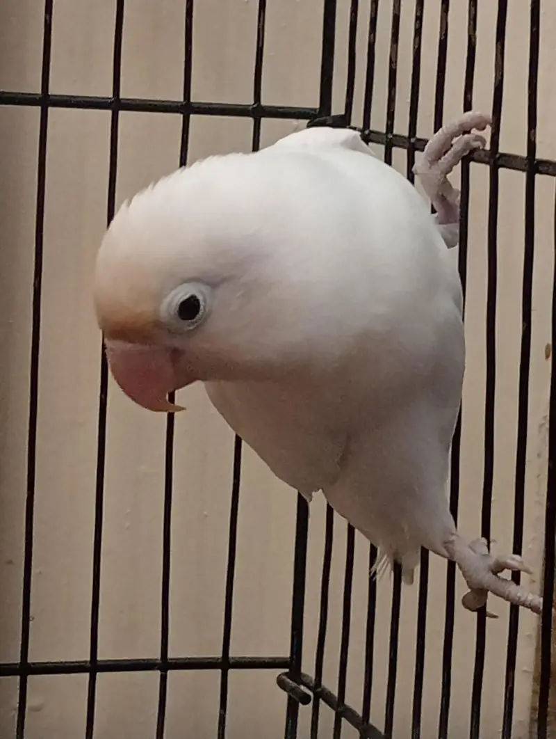 Albino Black Eye Albino Split Female — photo 4