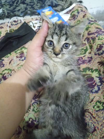 15000 for one ,persion cats for sale