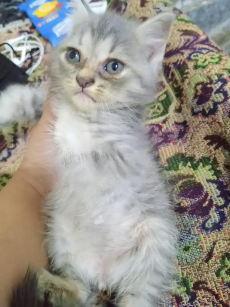 15000 for one ,persion cats for sale — photo 2