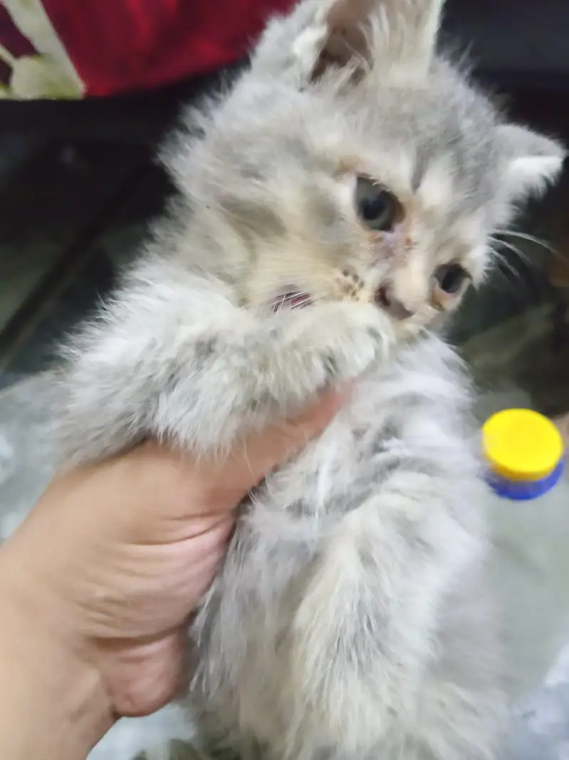 15000 for one ,persion cats for sale — photo 3