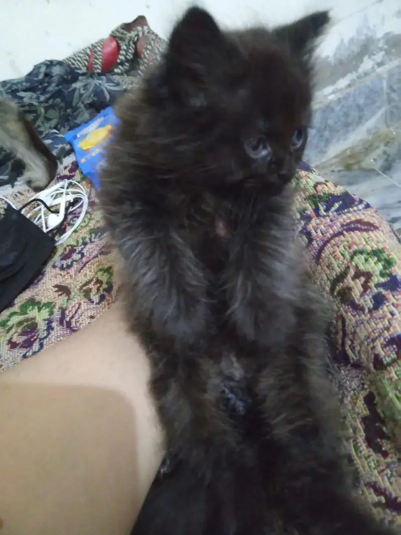 15000 for one ,persion cats for sale — photo 4
