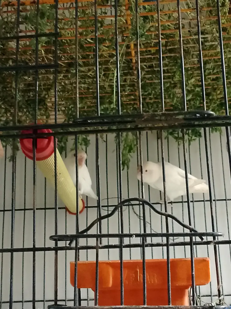 albino red eyes — photo 2