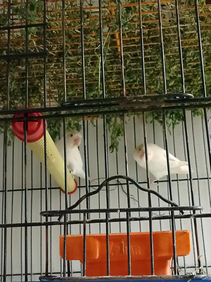 albino red eyes — photo 3