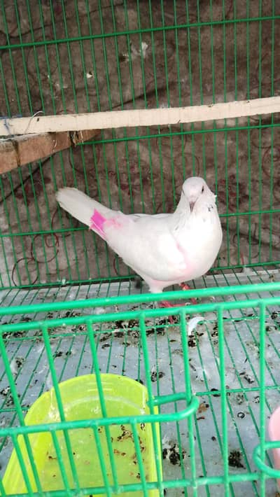 pigeons for sale