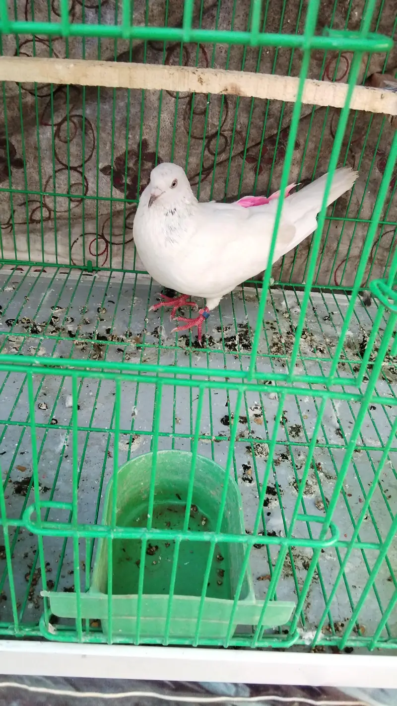 pigeons for sale — photo 2