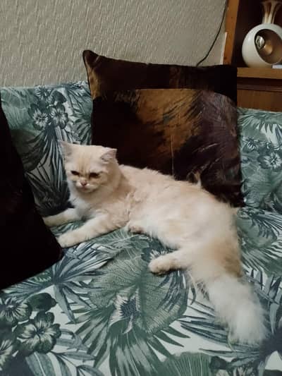 Persian cat