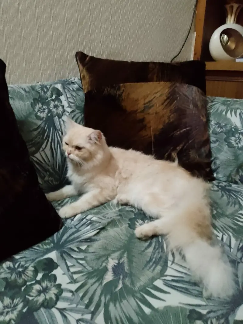 Persian cat — photo 2