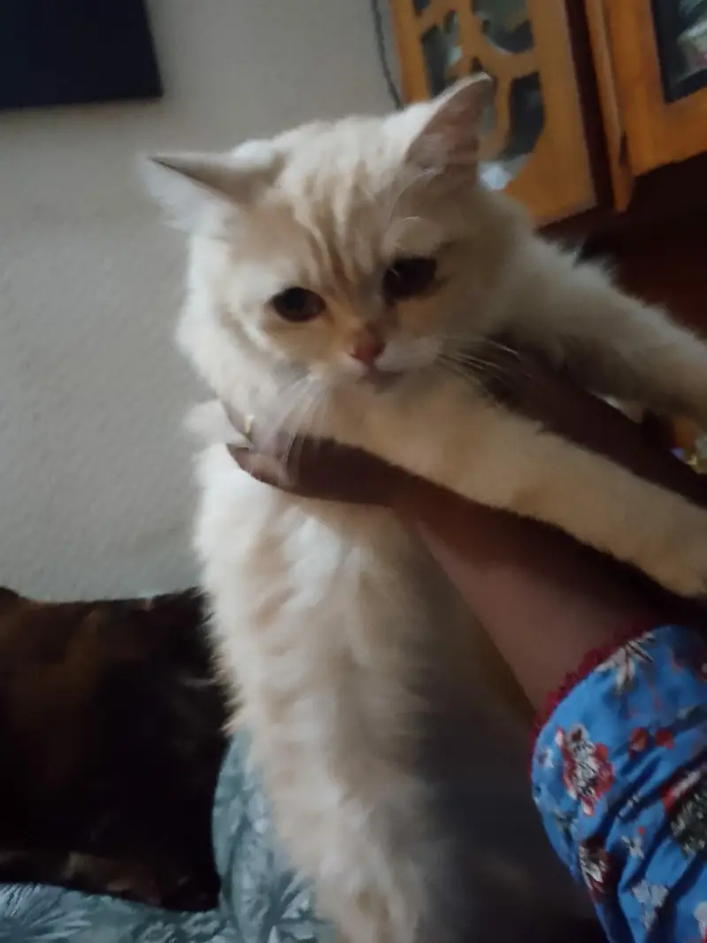 Persian cat — photo 3