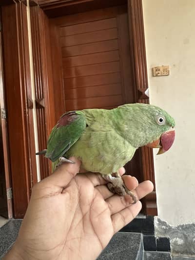 Raw parrots pair