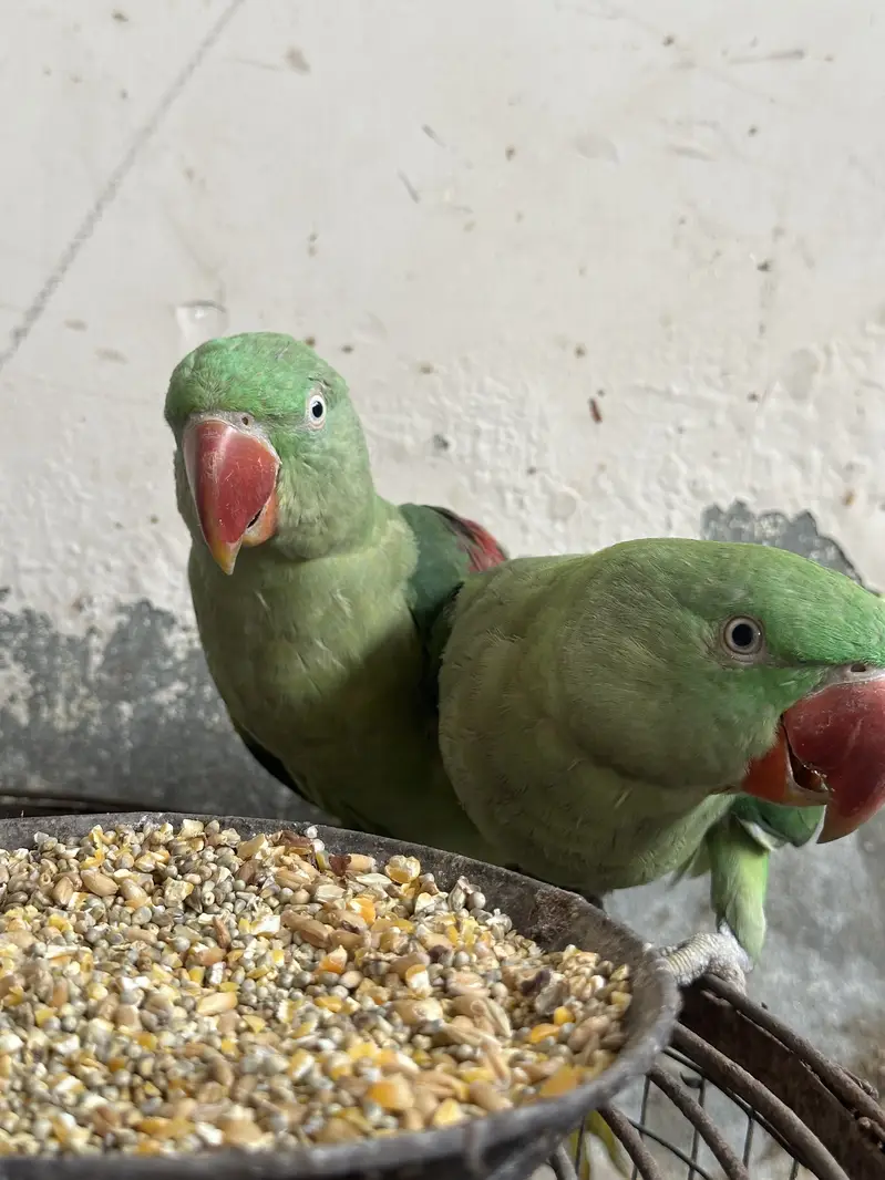 Raw parrots pair — photo 2