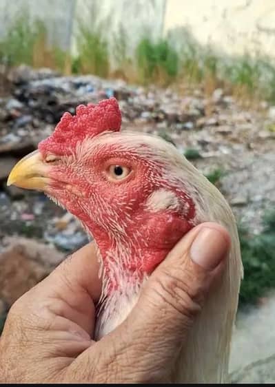 HIGH QUALITY HEERA BREEDER FOR SALE 0/3/4/8/8/0/1/6/3/1/2