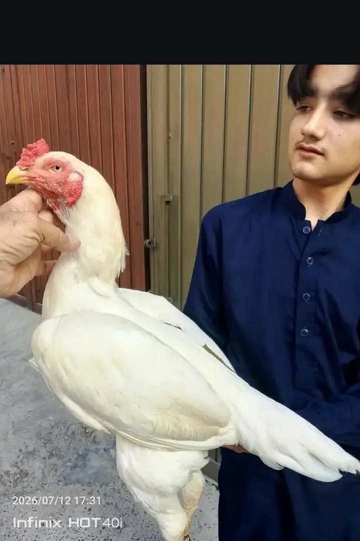 HIGH QUALITY HEERA BREEDER FOR SALE 0/3/4/8/8/0/1/6/3/1/2 — photo 2