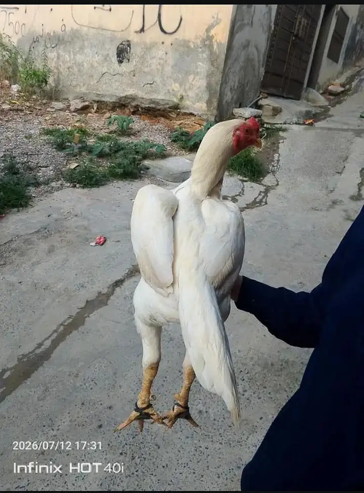 HIGH QUALITY HEERA BREEDER FOR SALE 0/3/4/8/8/0/1/6/3/1/2 — photo 3