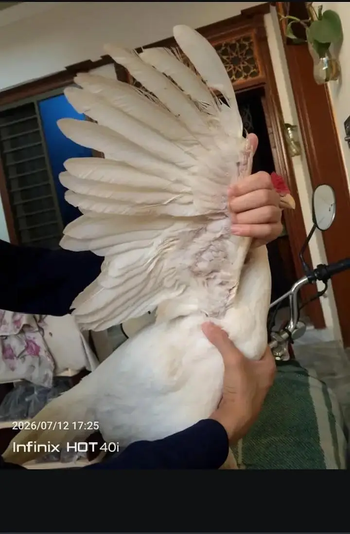 HIGH QUALITY HEERA BREEDER FOR SALE 0/3/4/8/8/0/1/6/3/1/2 — photo 4