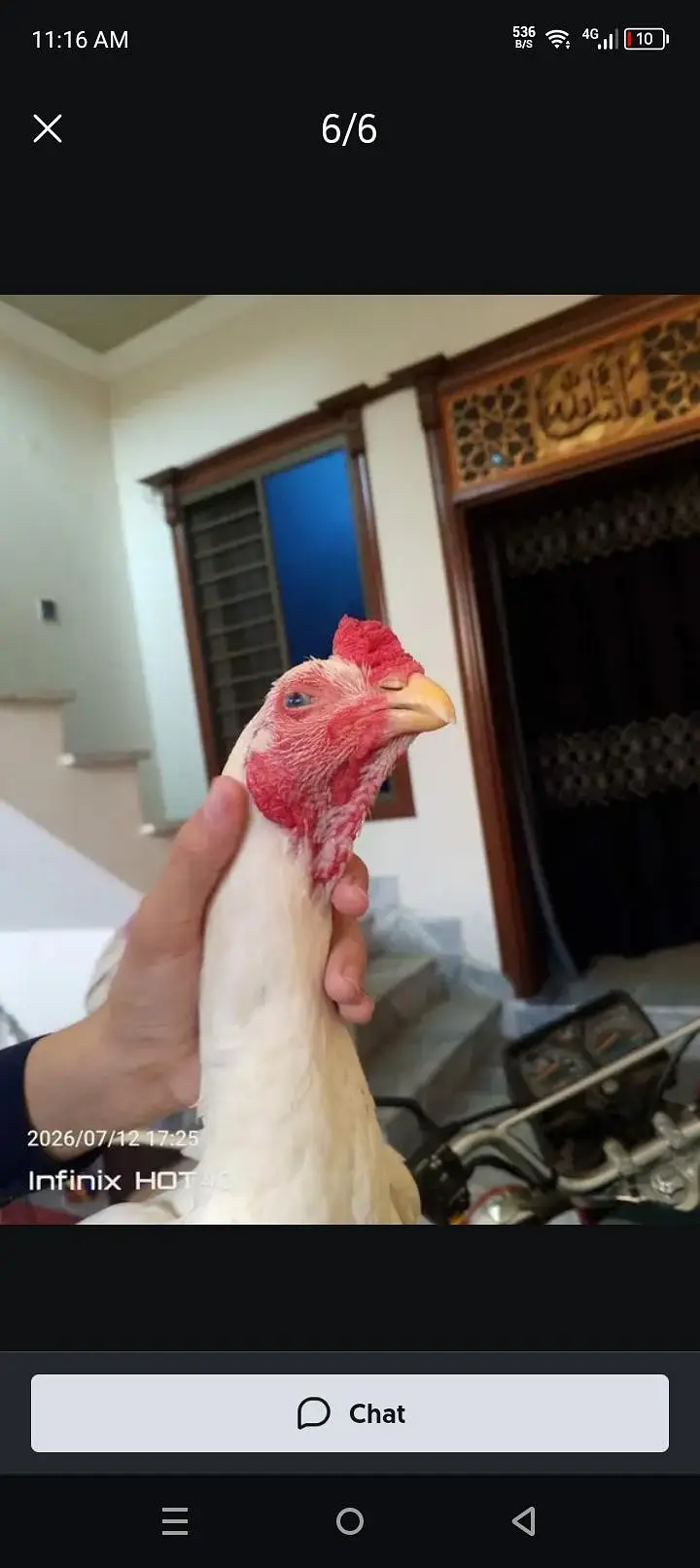 HIGH QUALITY HEERA BREEDER FOR SALE 0/3/4/8/8/0/1/6/3/1/2 — photo 5