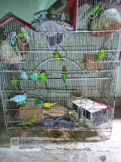 All Colony included Breader Paier for sell with Cage
