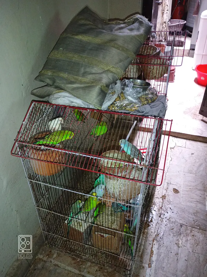 All Colony included Breader Paier for sell with Cage — photo 2