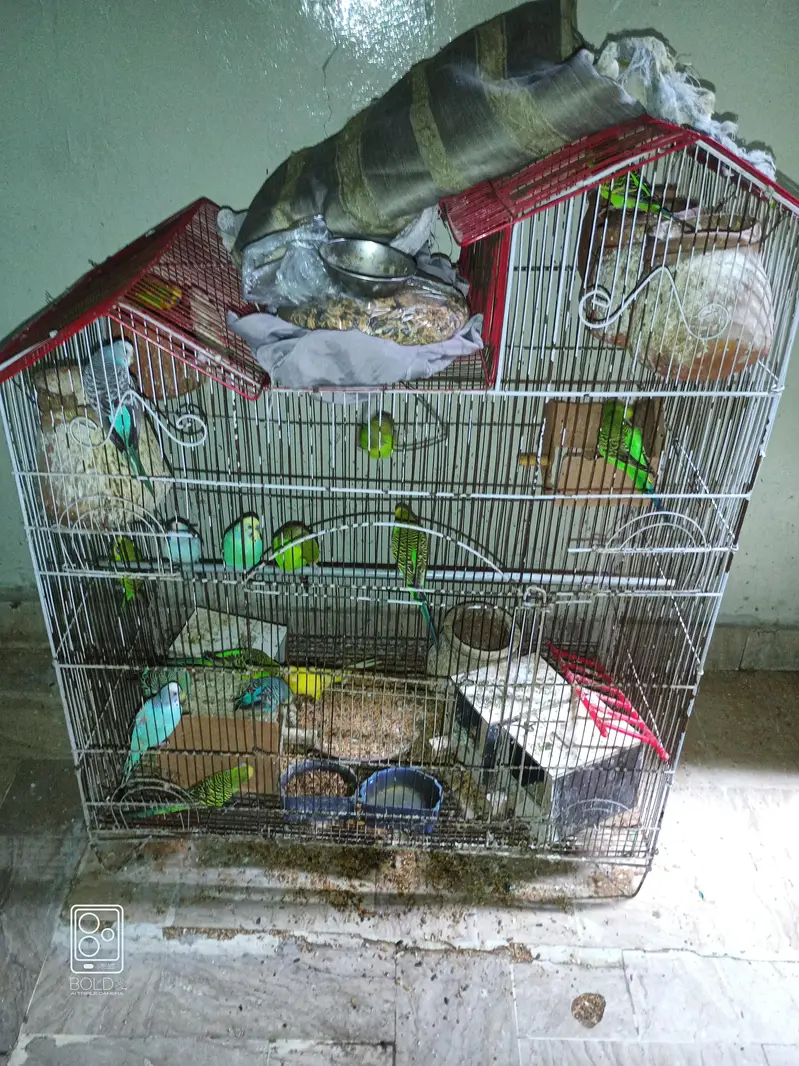 All Colony included Breader Paier for sell with Cage — photo 3