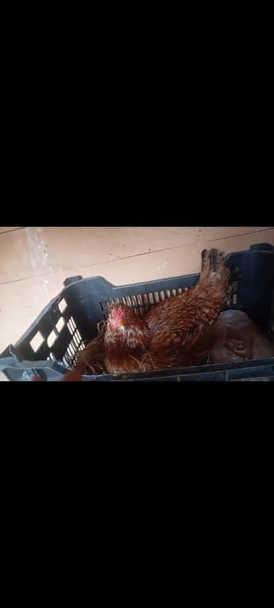 kruk hen for sale