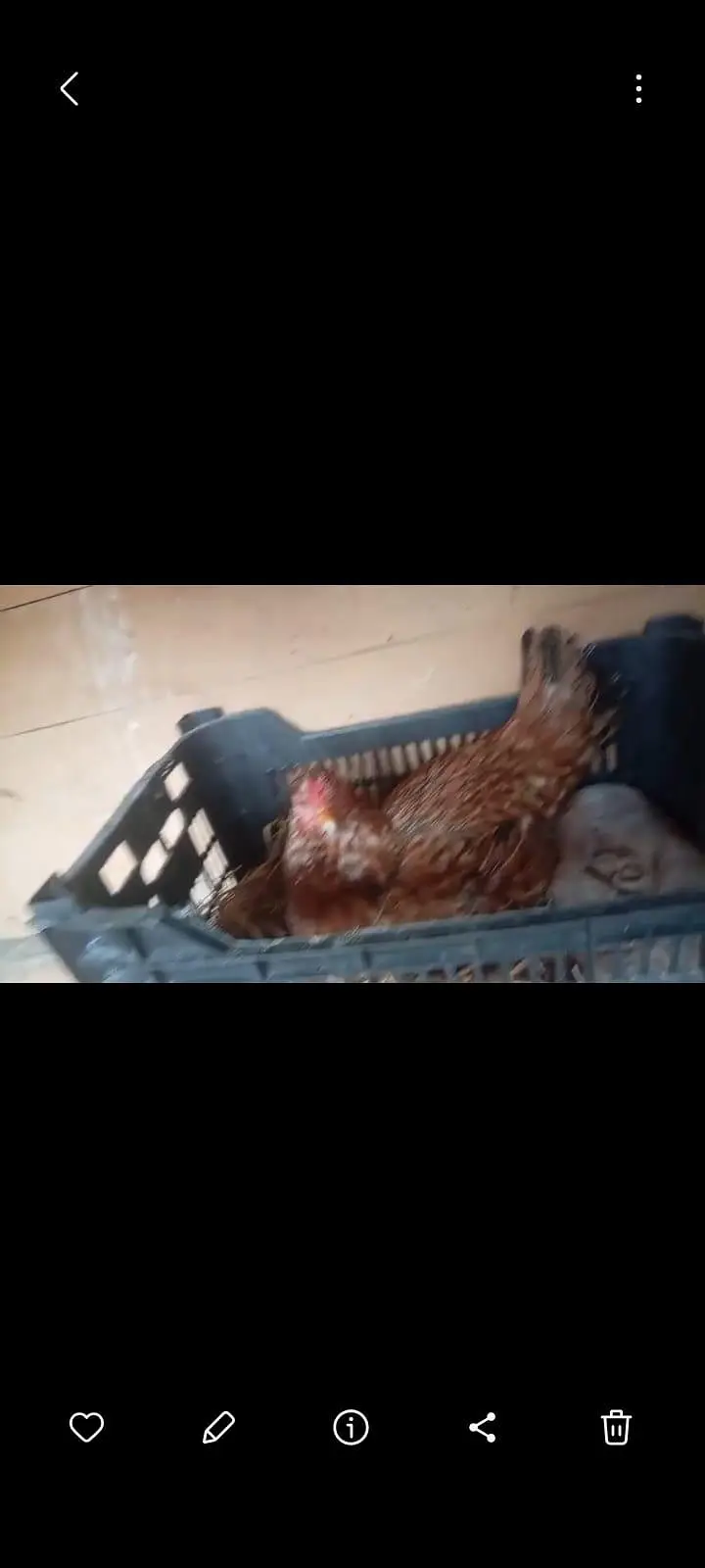 kruk hen for sale — photo 2