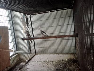 cocktail birds