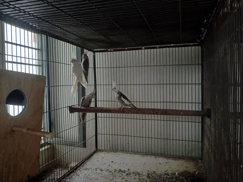cocktail birds — photo 2