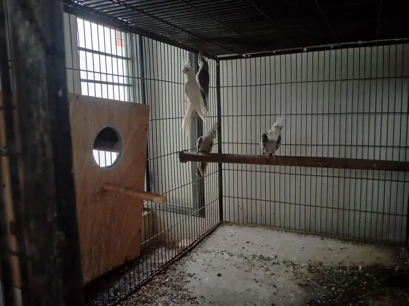 cocktail birds — photo 3