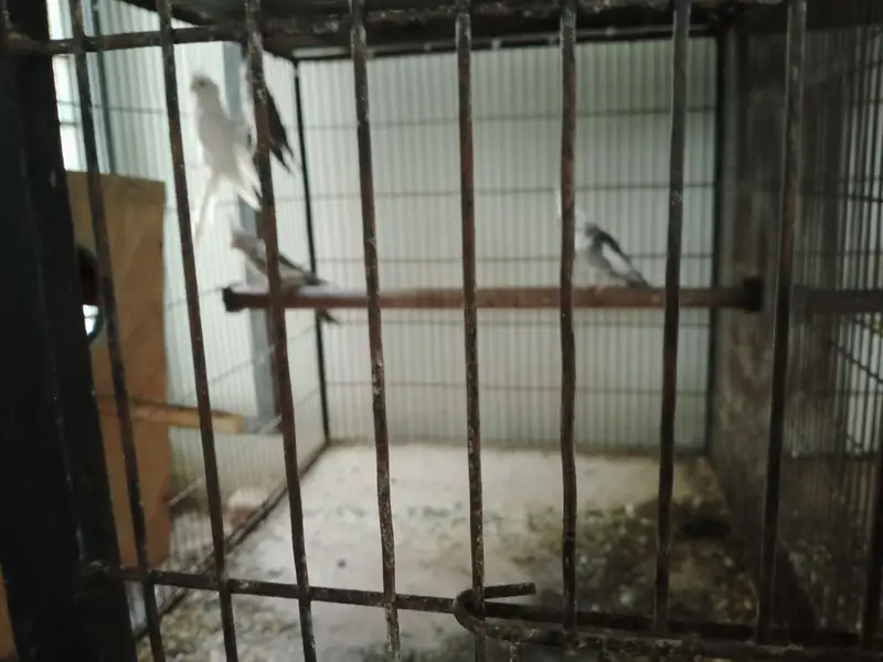 cocktail birds — photo 4
