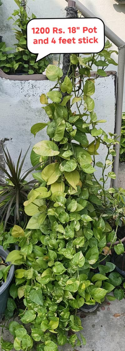 Plants for sale