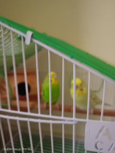 Australian with cage
