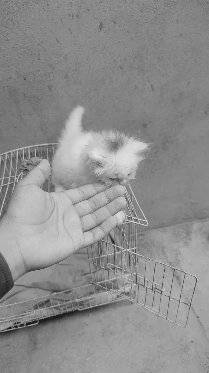 persion kitten 0