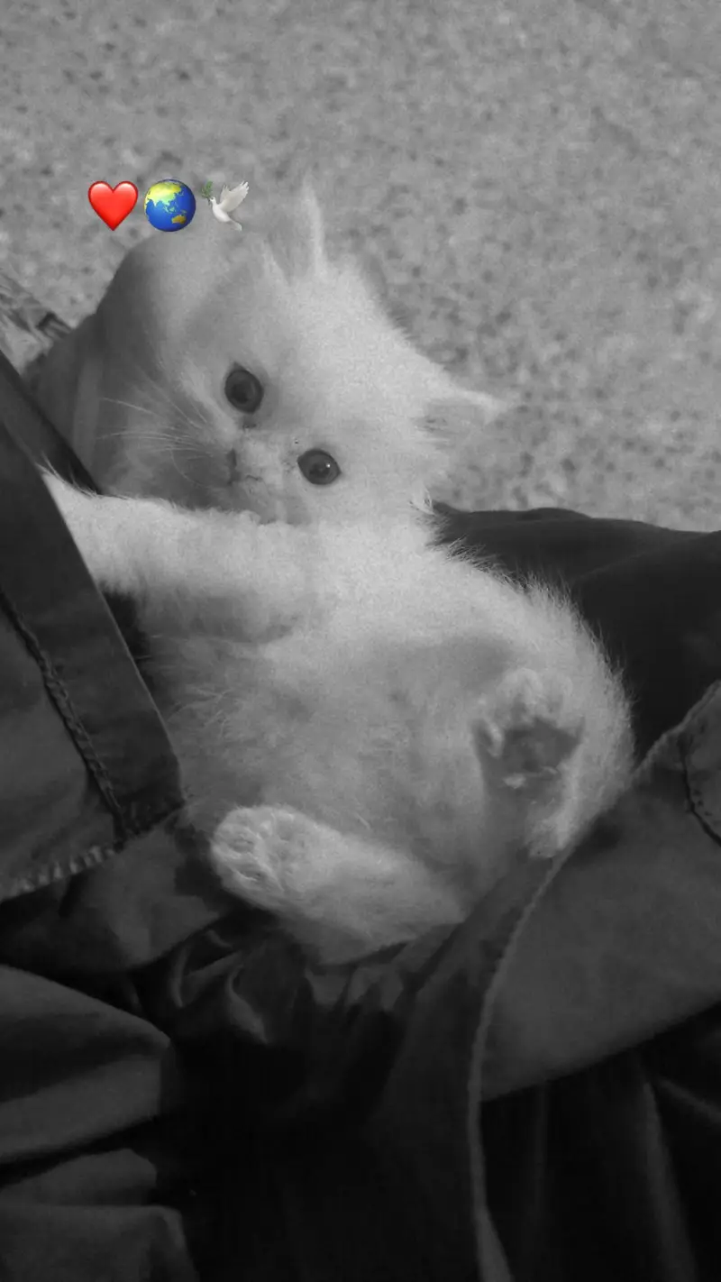 persion kitten — photo 2