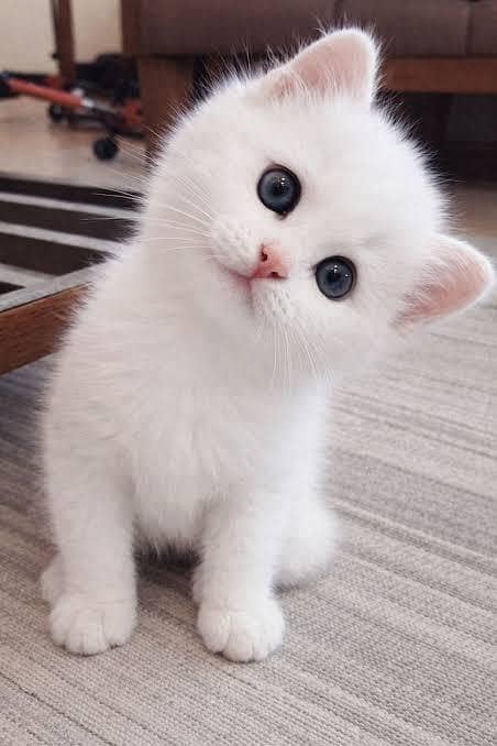 Persian kittens 1