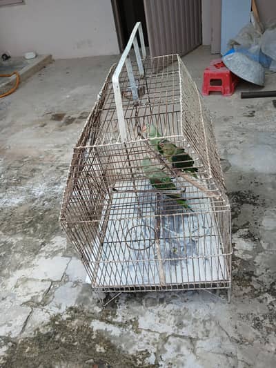 Raw parrots