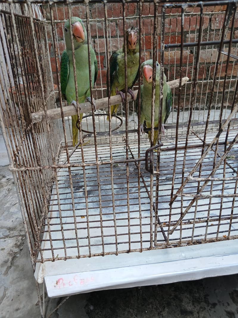 Raw parrots 1