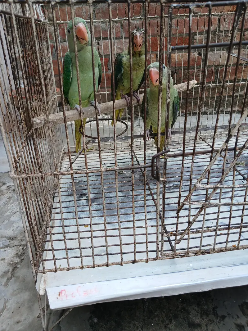 Raw parrots — photo 2