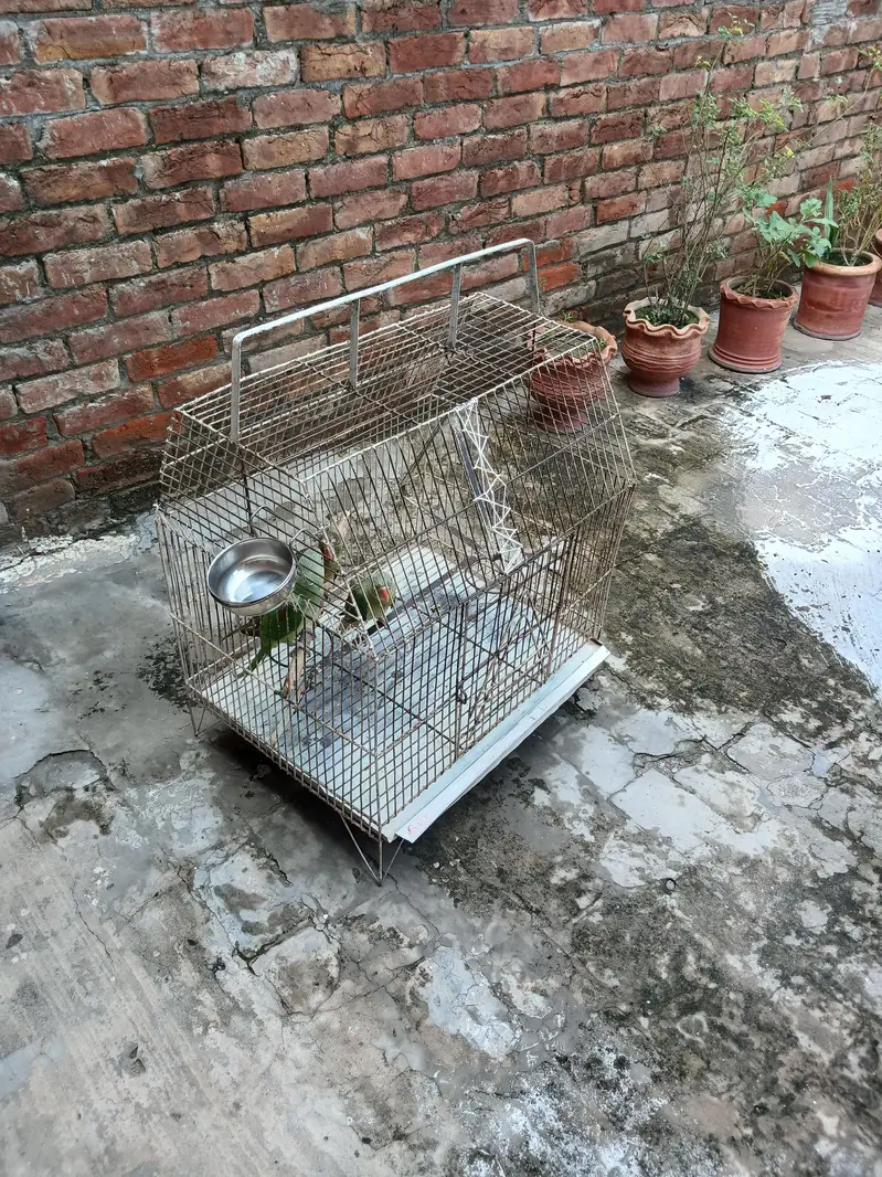 Raw parrots — photo 3