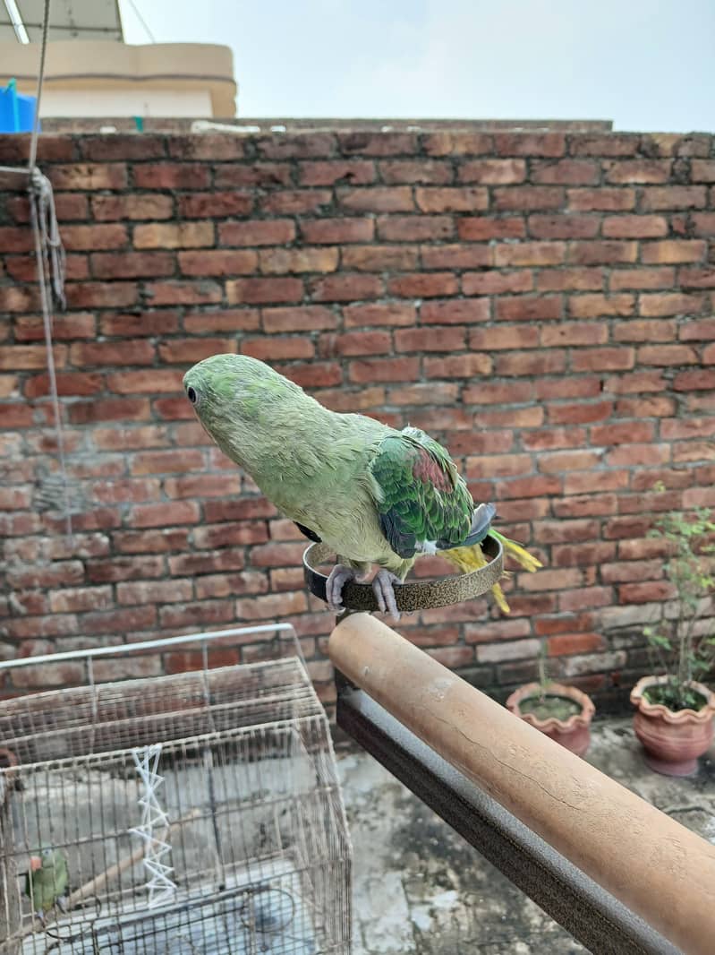 Raw parrots 7