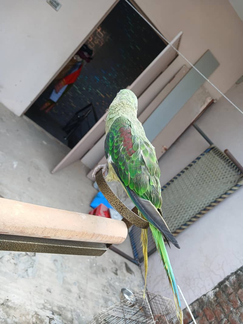 Raw parrots 8