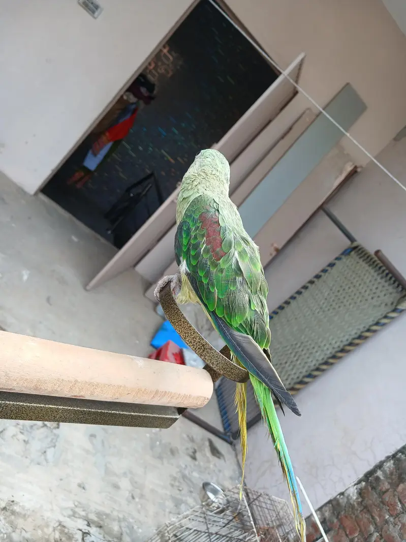 Raw parrots — photo 9