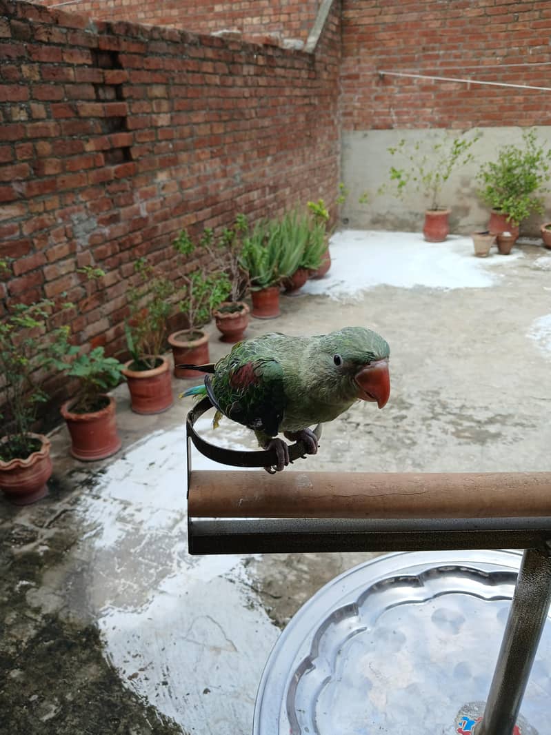 Raw parrots 9