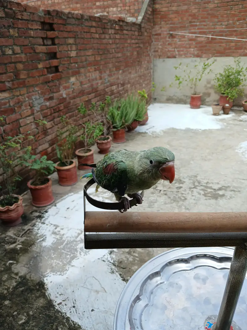 Raw parrots — photo 10