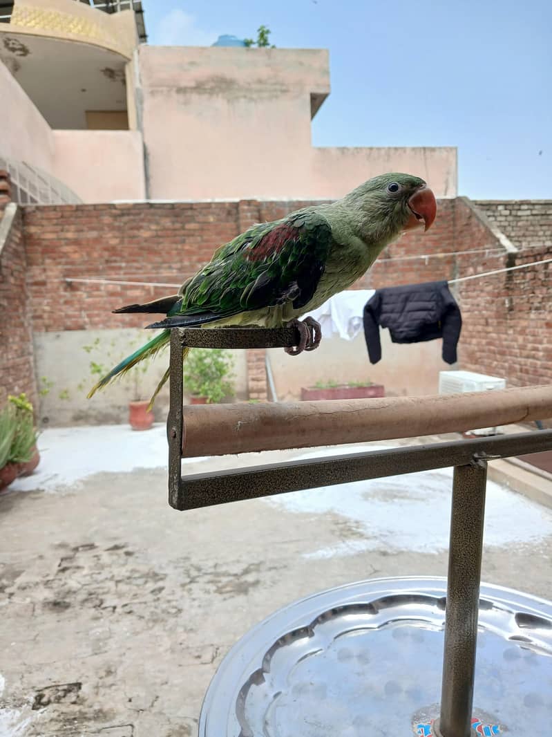 Raw parrots 10