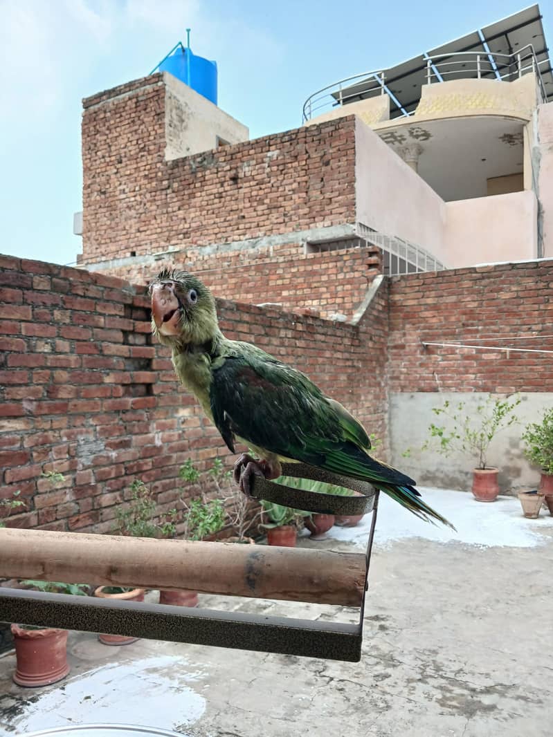 Raw parrots 11