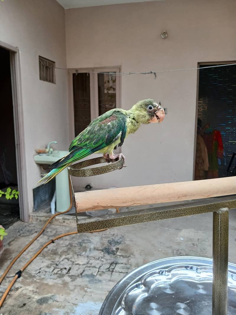 Raw parrots 12