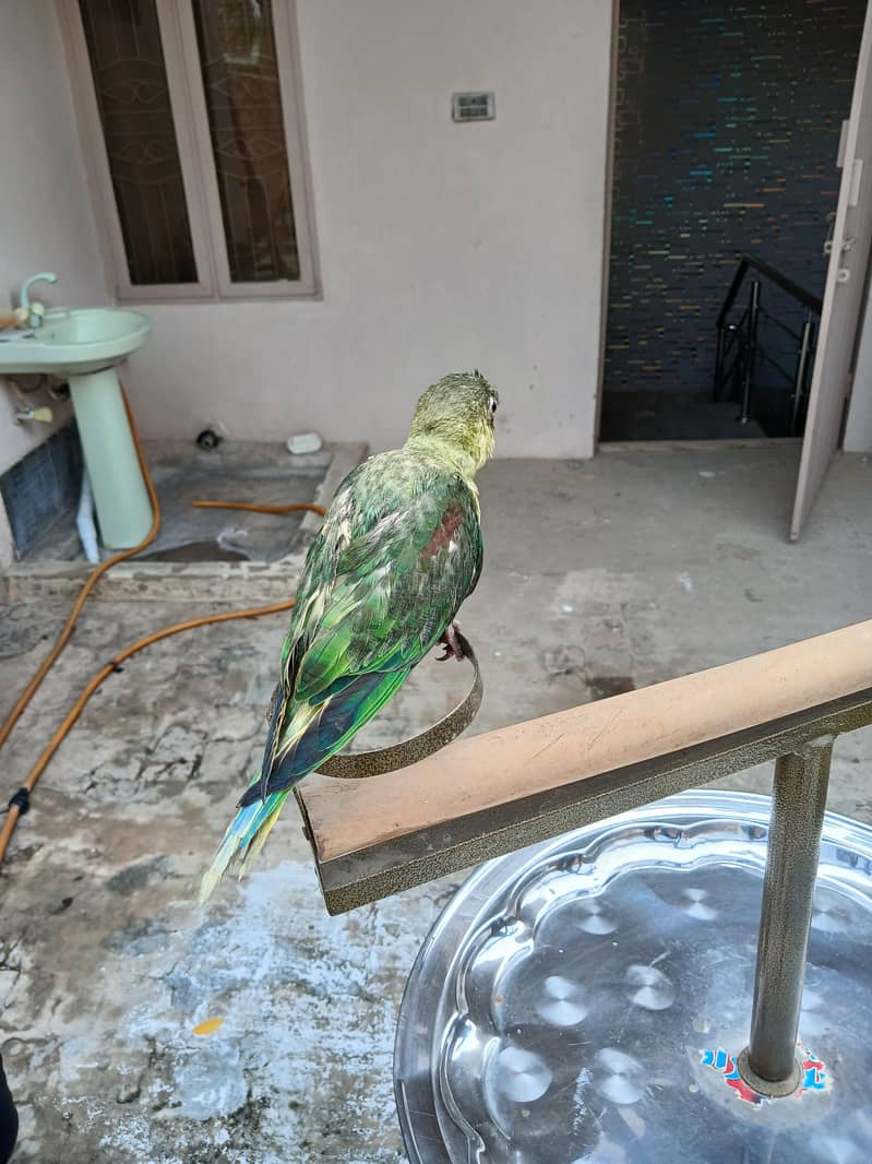 Raw parrots 13