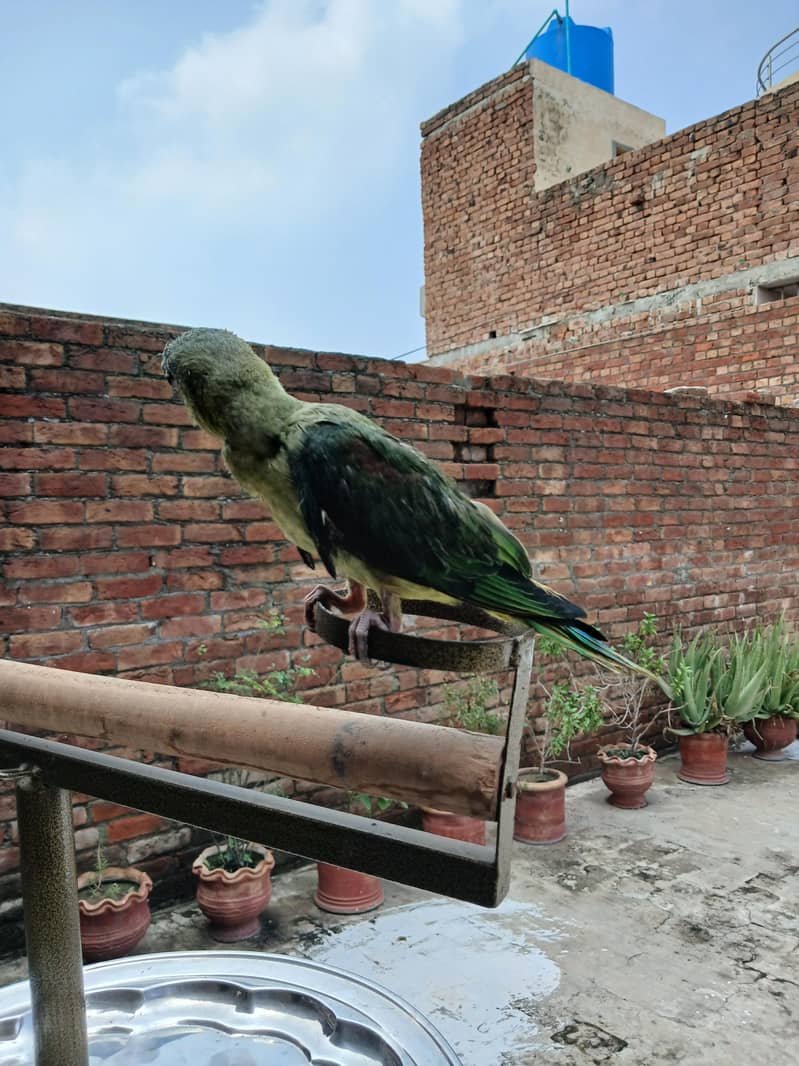 Raw parrots 14