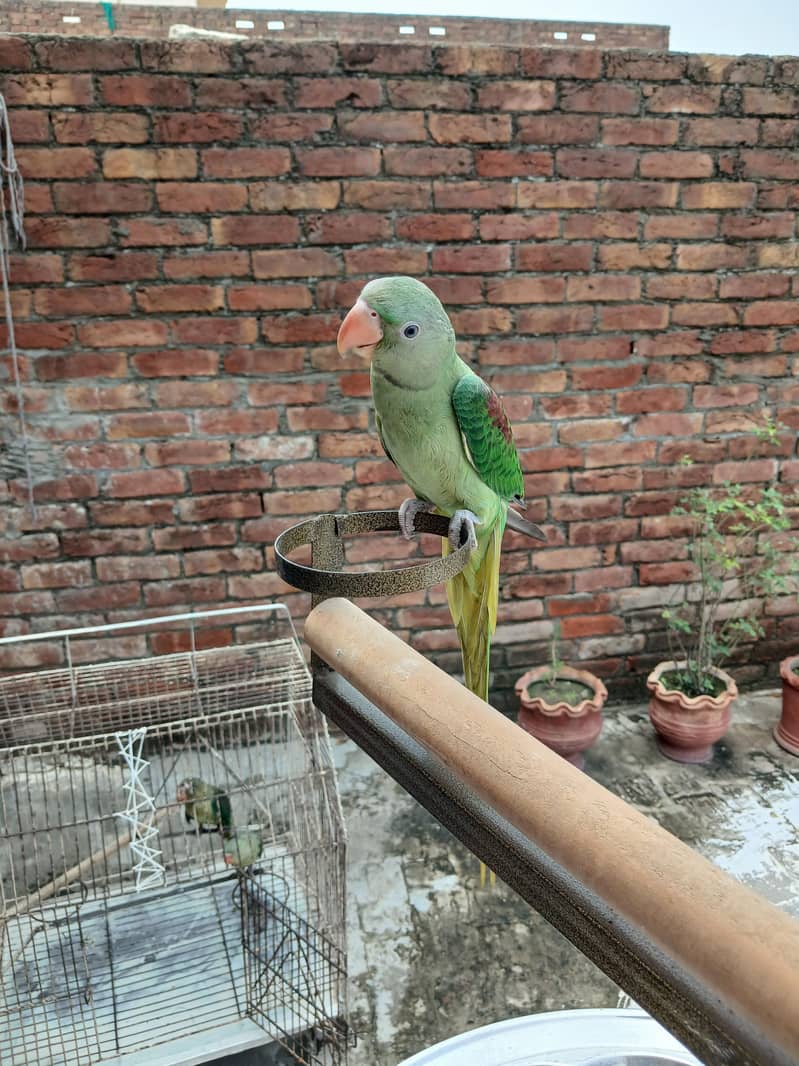 Raw parrots 15