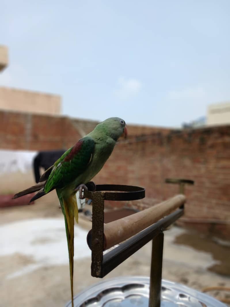 Raw parrots 16